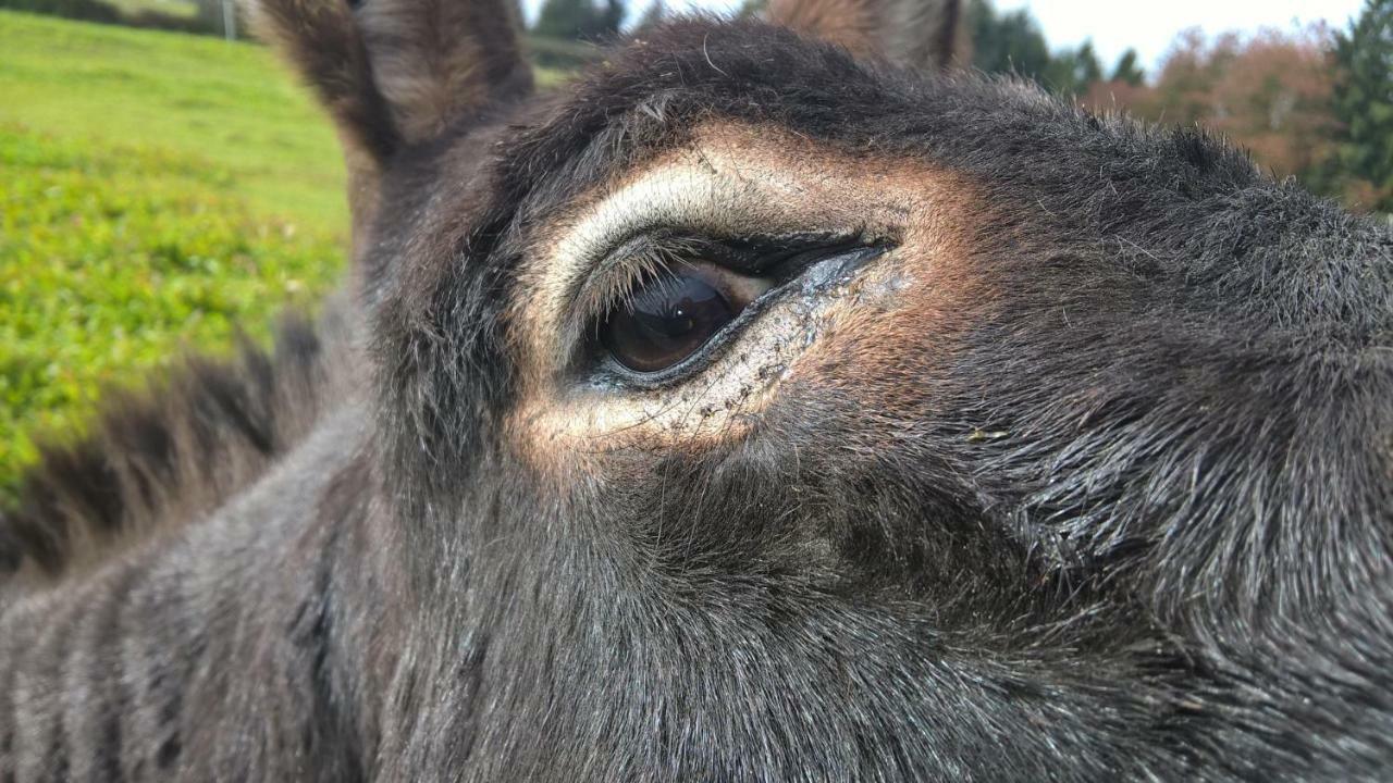 Vila Funny-Farm Sassen Exteriér fotografie